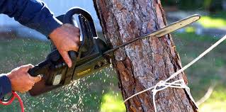 Reliable Saratoga, WY Tree Removal Services Solutions