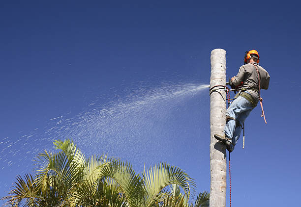 Best Tree Preservation Services  in Saratoga, WY