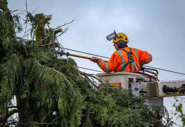 How Our Tree Care Process Works  in  Saratoga, WY