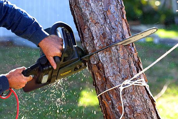 Best Tree Cabling and Bracing  in Saratoga, WY