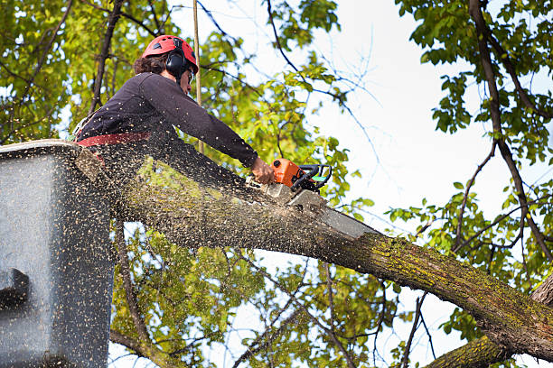 Best Tree and Shrub Care  in Saratoga, WY