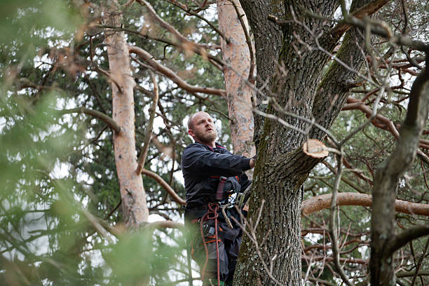 Best Tree Mulching  in Saratoga, WY